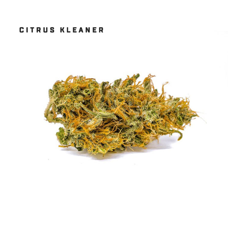 Citrus Kleaner strain