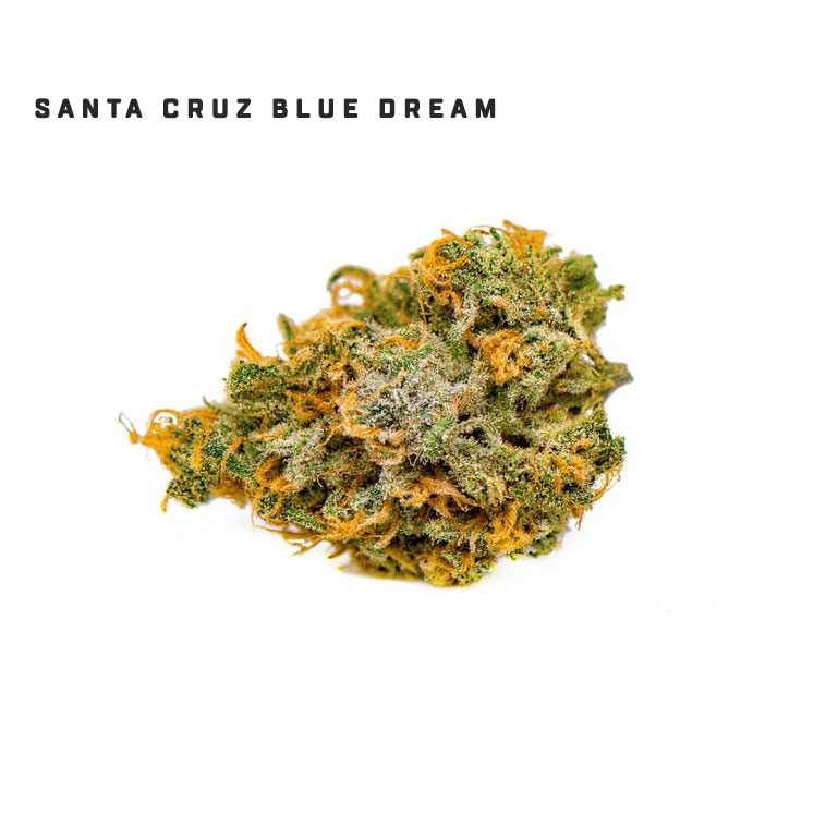 Santa Cruz Blue Dream strain