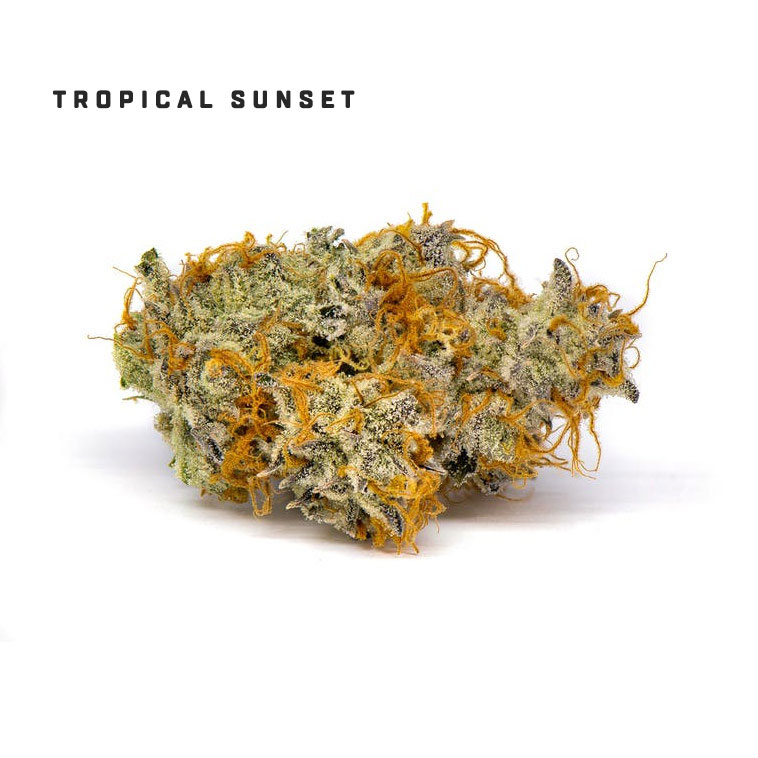 tropical sunset strain