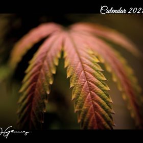 2021 cannabis calendar
