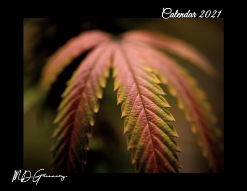 cannabis calendar cover